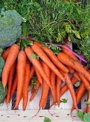 Fresh orange carrots bunches for sale at a farmers market