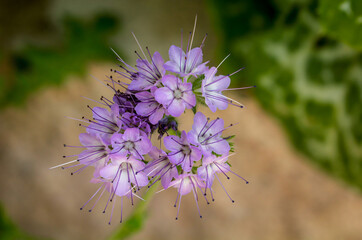 Nahaufnahme einer Büschelblume, Phacelia tanacetifolia.

