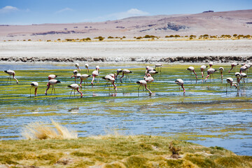 Pink flamingo in Atacama Desert in Chile, South America