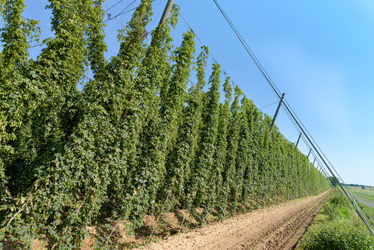 houblonni&egrave;re en Alsace 