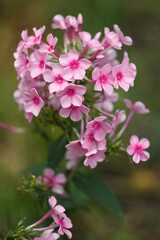 Fototapeta premium Pink phloxes blossoming in the summer garden, close up