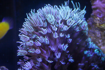 Eine Koralle im Meerwasseraquarium.
