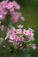 Pink phloxes blossoming in the summer garden, close up