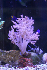 Fototapeta na wymiar Eine Koralle im Meerwasseraquarium. 