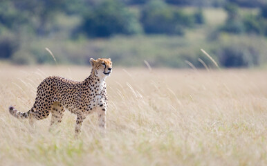Cheetah in Masai Mara, Kenya