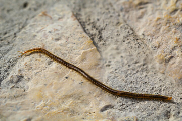 Nahaufnahme eines Tausendfüßlers, Hundertfüßlers auf einem Stein.
