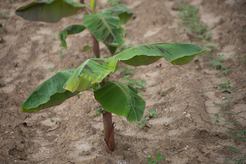 SMALL ORGANIC BANANA PLANTS IN TROPICAL ENVIRONMENT