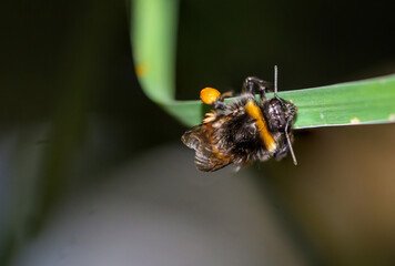 Eine voll beladene Hummel sitzt auf einem Grasblatt.