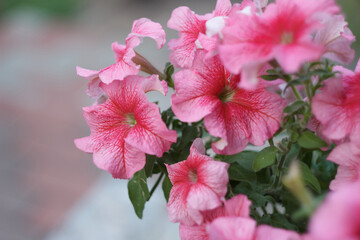 Pink petunia flowers close up