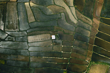 Rice field ,Aerial view of rice fields