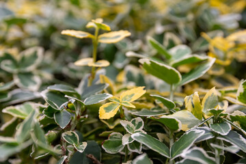 Background of ornamental green and white variegated leaves