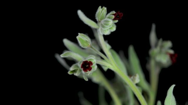 Pardoglossum cheirifolium, Pardoglossum is a monotypic genus of flowering plants belonging to the family Boraginaceae