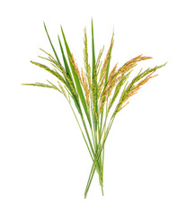 organic paddy rice,ear of paddy, ears of Thai jasmine rice isolated on white background
