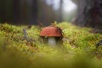 An orange-cap boletus mushroom (Leccinum aurantiacum) against the background of moss and pine forest.