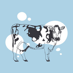 Hand drawn spotted cow on the blue background.