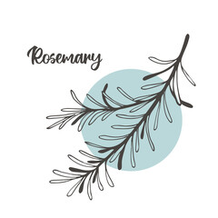 Rosemary branch: hand drawn illustration.