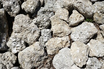 Closeup of pile of coarse gray aggregate fossil rocks with irregular shapes and shell and coral inclusions