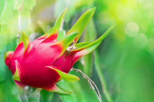 Red dragon fruit with branch on the dragon fruit tree in farm, on green nature blur and bokeh sun light morning background