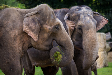 Fototapeta na wymiar portraits of elephants