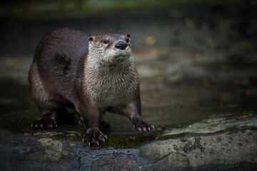 North American otter by the water