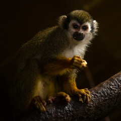 cauldron squirrel monkey in zoo park