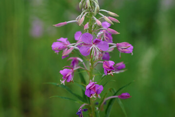 flower pink light summer nature