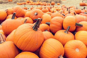 Halloween pumpkins background.