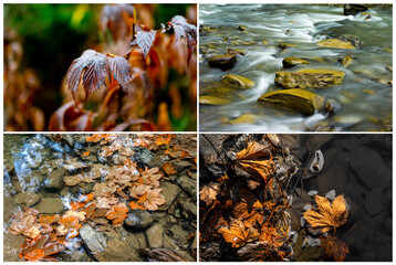 four pictures with fragments of autumn connect collage
