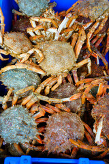 Sea spider crab for sale at a French seafood market in Brittany