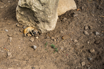 baby meerkat is played on gray ground