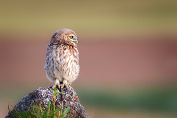 Little owl. Colorful nature background. Athene noctua.  