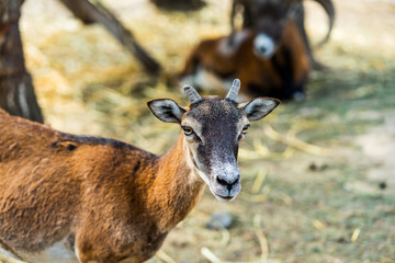 goat with horns in the park