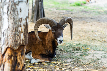 goat with horns in the park