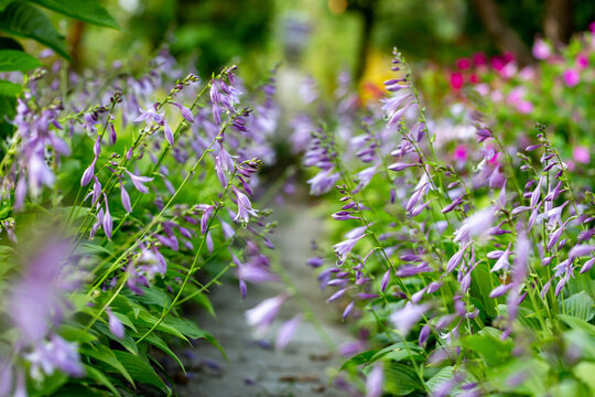 Purple blooming hosta Elegans plants in the garden along path. Bright looks like watercolor background. Selective focus