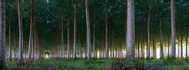 poplar forest at dusk in forest  in between tours and angers - obrazy, fototapety, plakaty