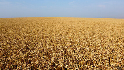 Aerial drone view flight over field of yellow ripe wheat close-up.