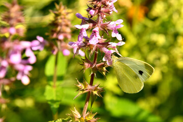 cabbage butterfly on a flower