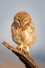Little owl. Colorful nature background. Athene noctua.  