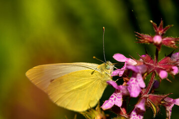 cabbage butterfly on a flower