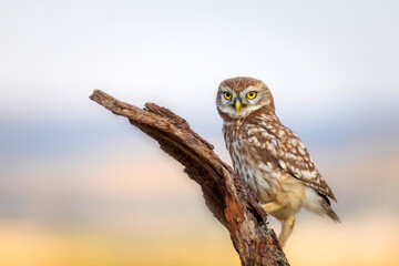 Little owl. Colorful nature background. Athene noctua.  