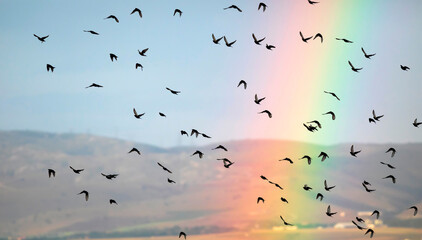 Flying birds and Rainbow. Blue sky background.