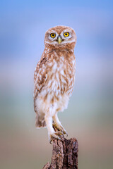 Little owl. Colorful nature background. Athene noctua.  