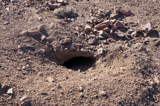 Hole in the ground that is a home for Egyptian Mastigure lizard