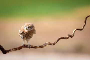 Little owl. Colorful nature background. Athene noctua.  
