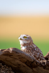 Little owl. Colorful nature background. Athene noctua.  