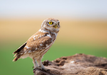 Little owl. Colorful nature background. Athene noctua.  