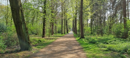 path in the forest