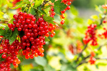 Bright red currant fruits hang from the branches against the background of leaves.
