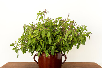 Tulsi (Ocimum Tenuiflorum) flowering plant in clay pot. Holy basil on table.