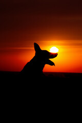 dogs silhouette at sunset in the field